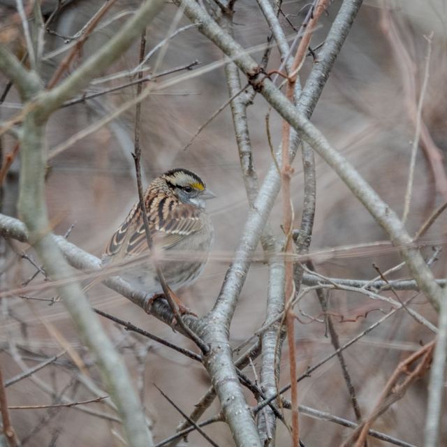 White-throated Sparrow