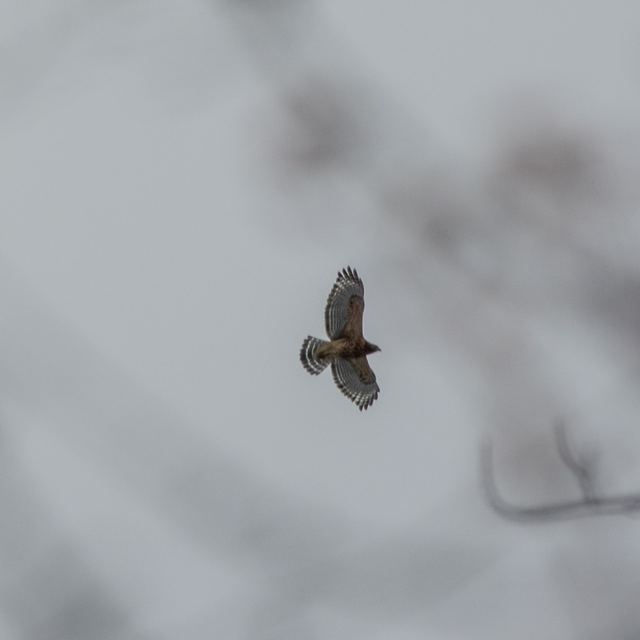 Red-shouldered Hawk