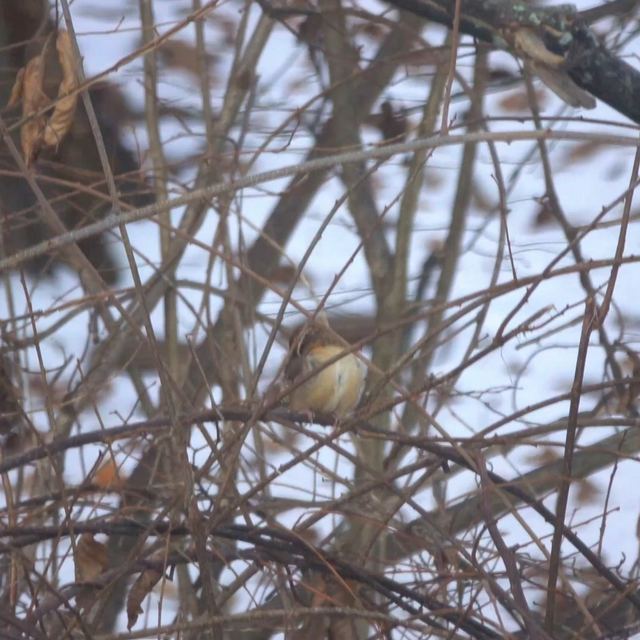 Carolina Wren