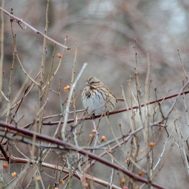 Song Sparrow