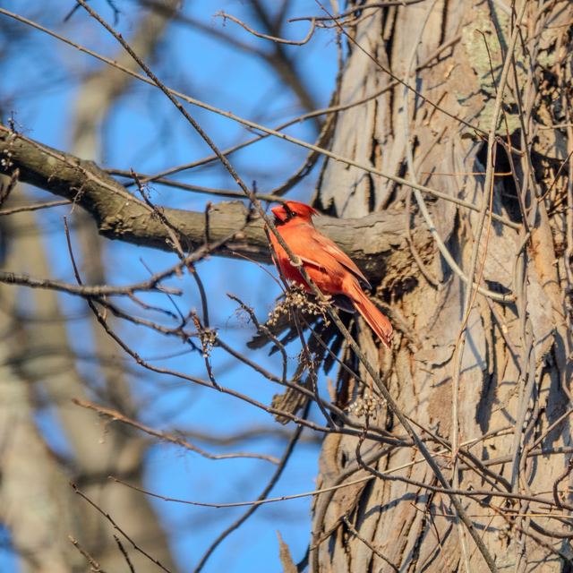 Northern Cardinal