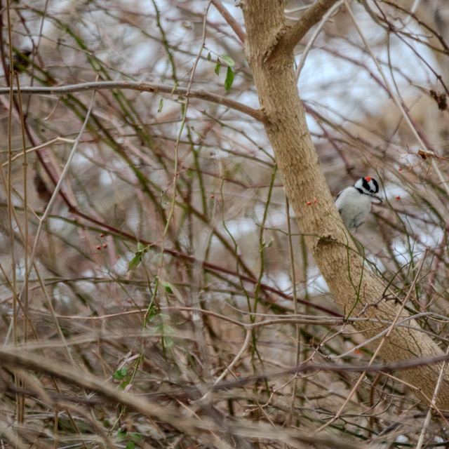 Hairy Woodpecker