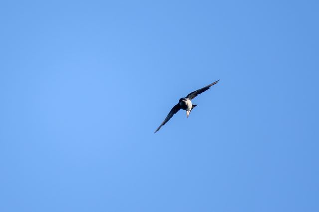 Tree Swallow