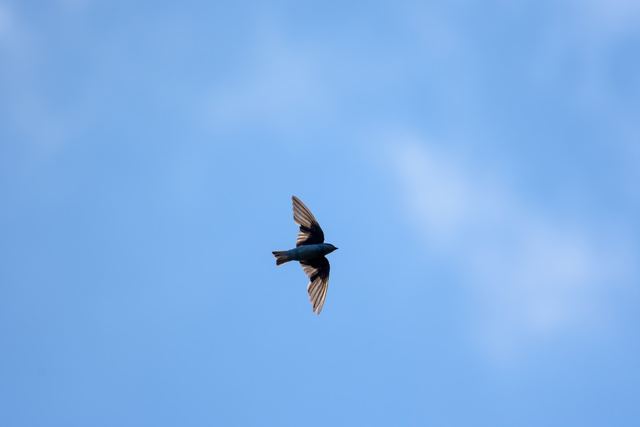 Tree Swallow