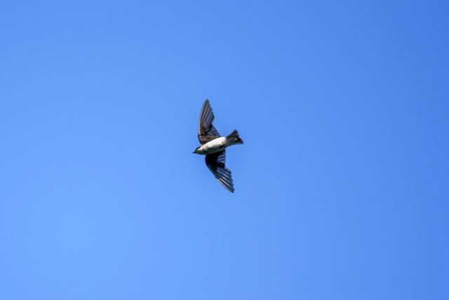 Tree Swallow