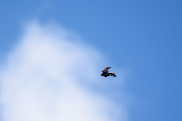 Tree Swallow