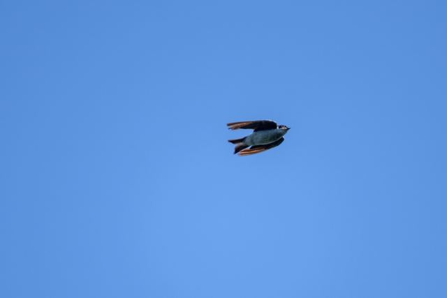 Tree Swallow