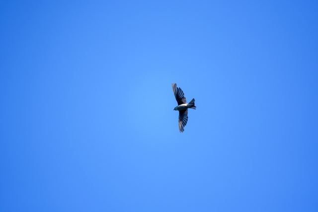 Tree Swallow
