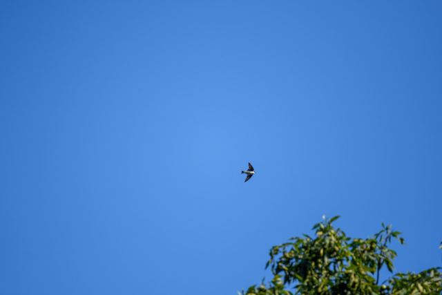Tree Swallow