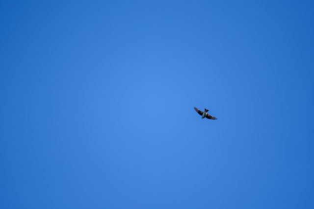 Tree Swallow