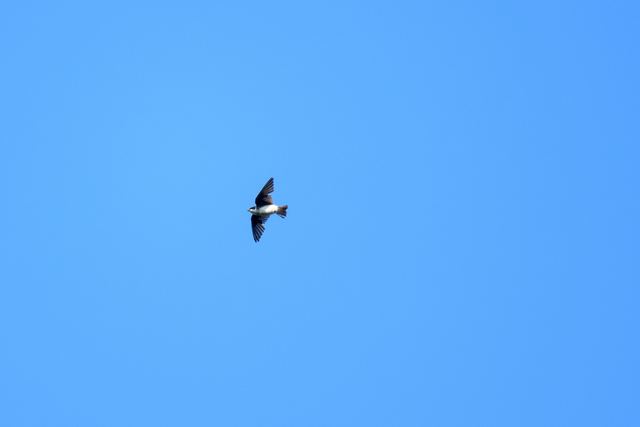 Tree Swallow
