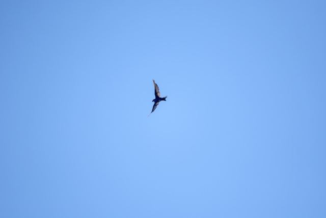Tree Swallow