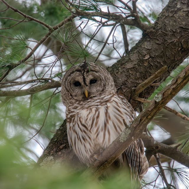Barred Owl