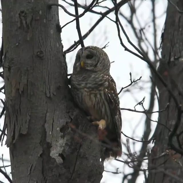 Barred Owl