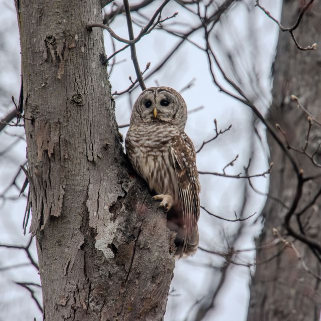 Barred Owl