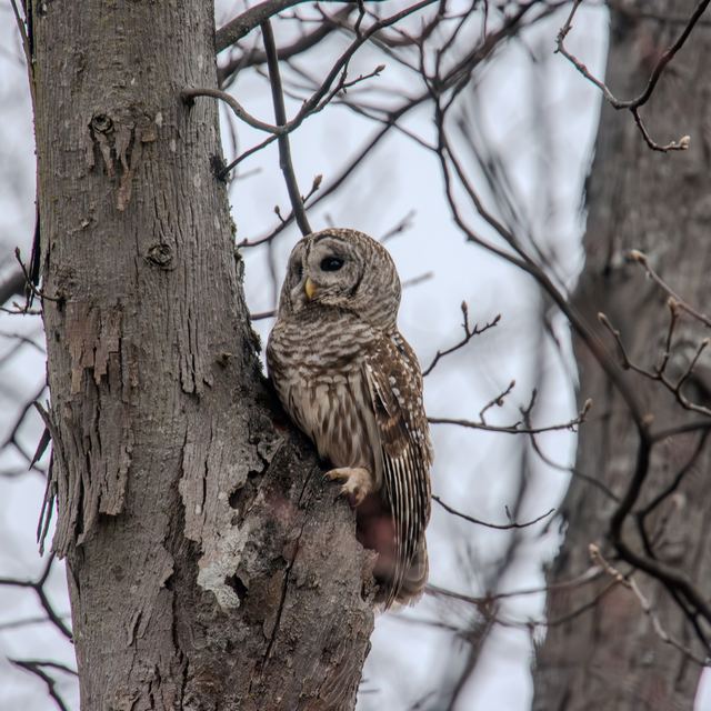 Barred Owl