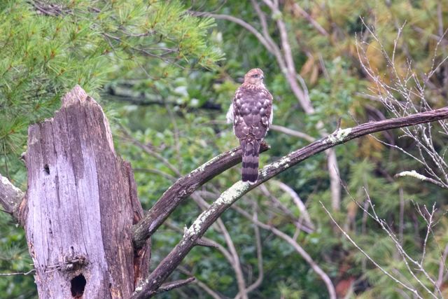 Cooper's Hawk