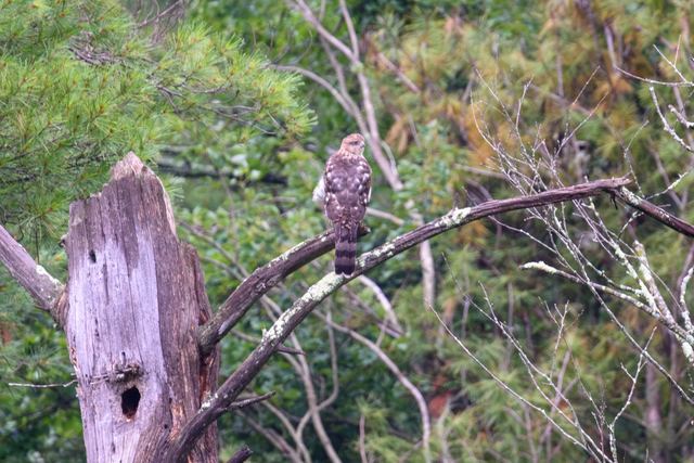 Cooper's Hawk