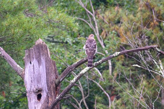 Cooper's Hawk