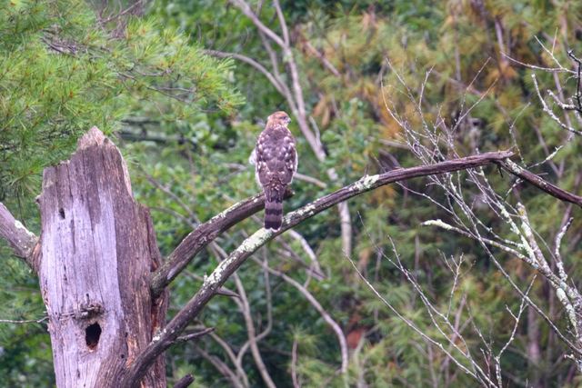 Cooper's Hawk
