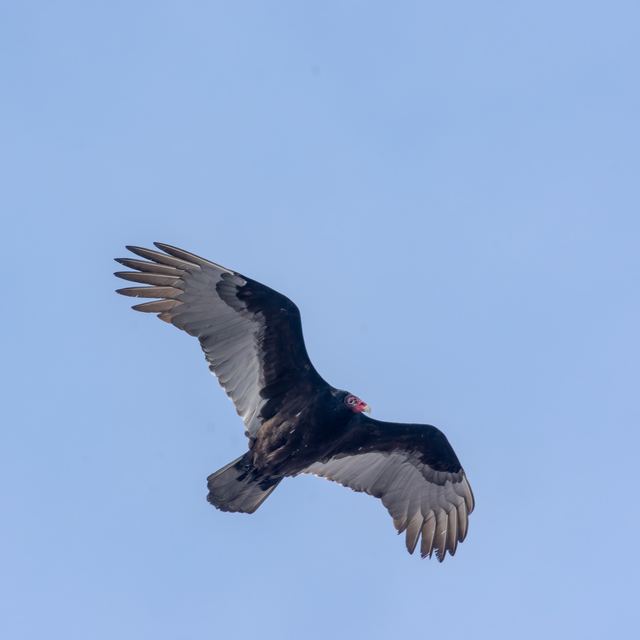 Turkey Vulture