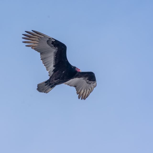 Turkey Vulture