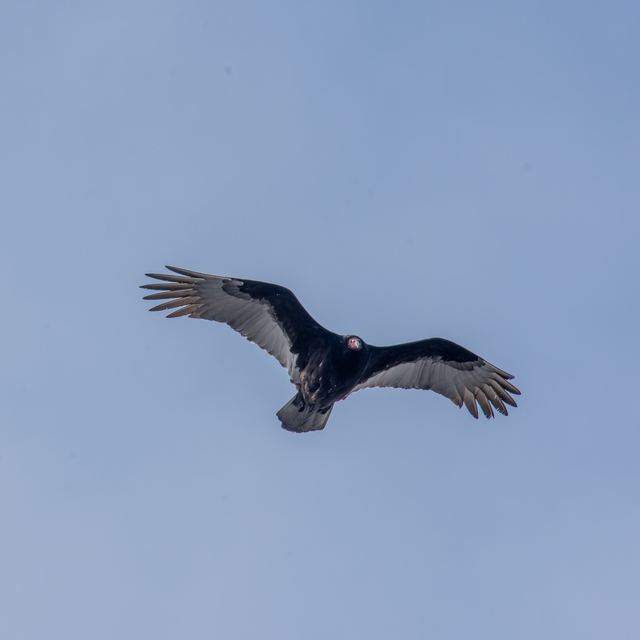 Turkey Vulture