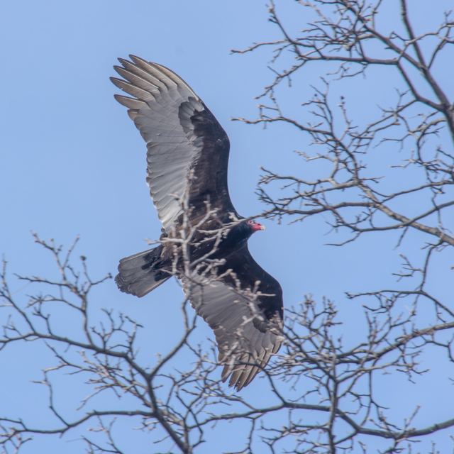 Turkey Vulture