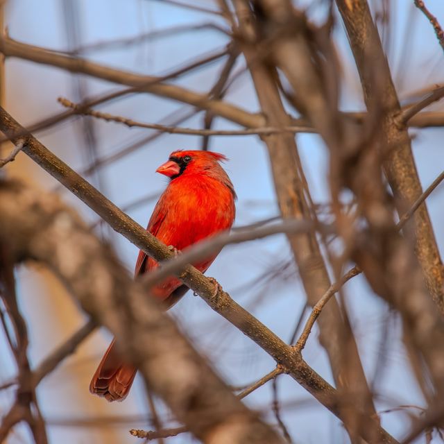 Northern Cardinal
