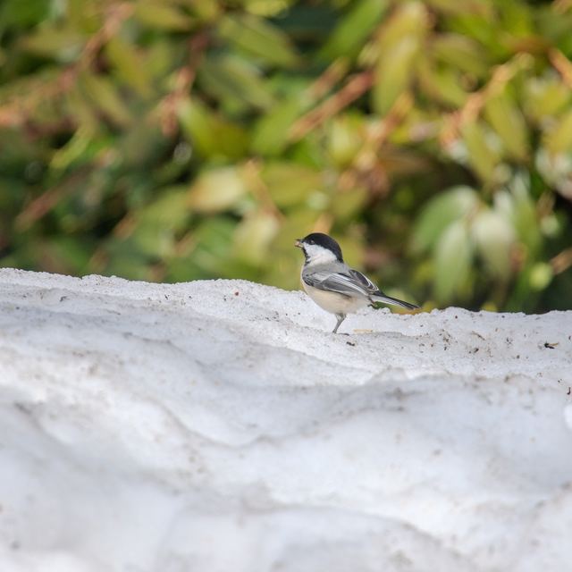 Black-capped Chickadee