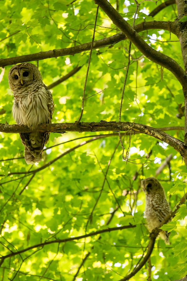 Barred Owl