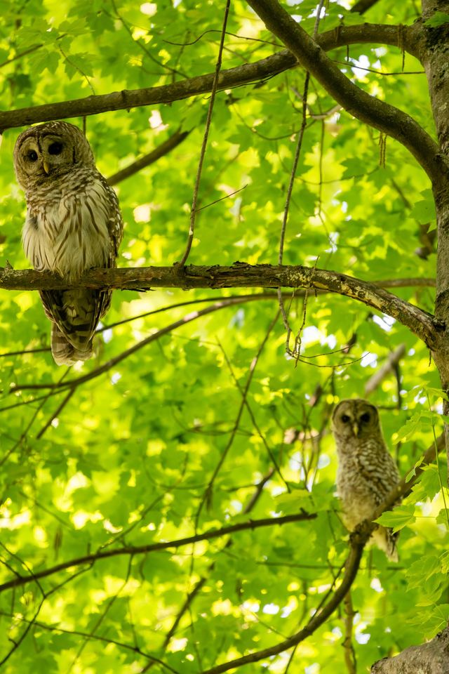 Barred Owl