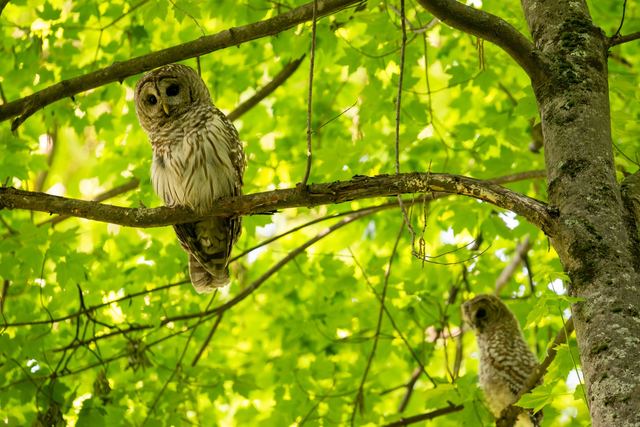 Barred Owl
