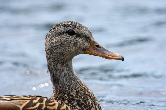 Mallard
