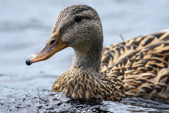 Mallard