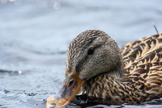 Mallard