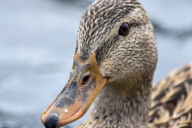 Mallard