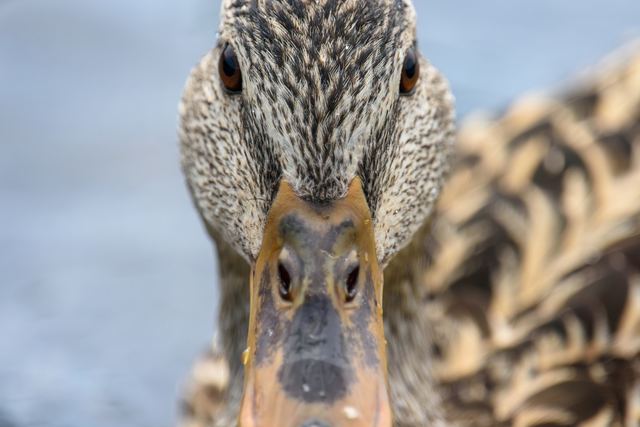 Mallard