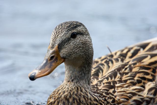 Mallard