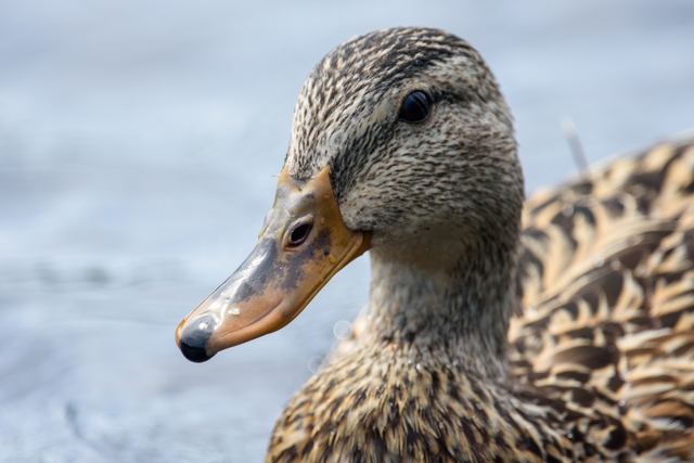 Mallard