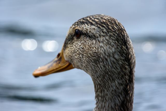 Mallard