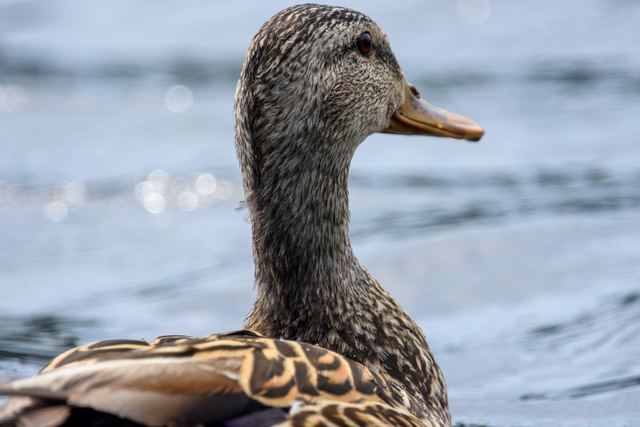 Mallard