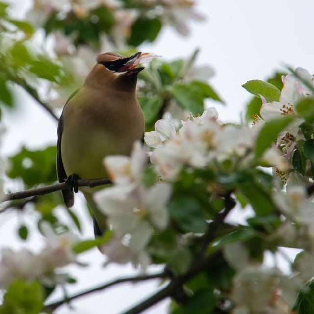 Cedar Waxwing