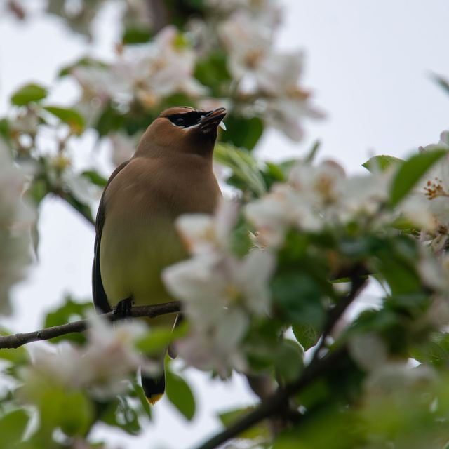 Cedar Waxwing
