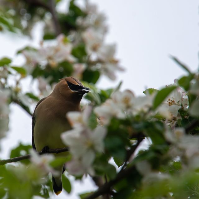 Cedar Waxwing