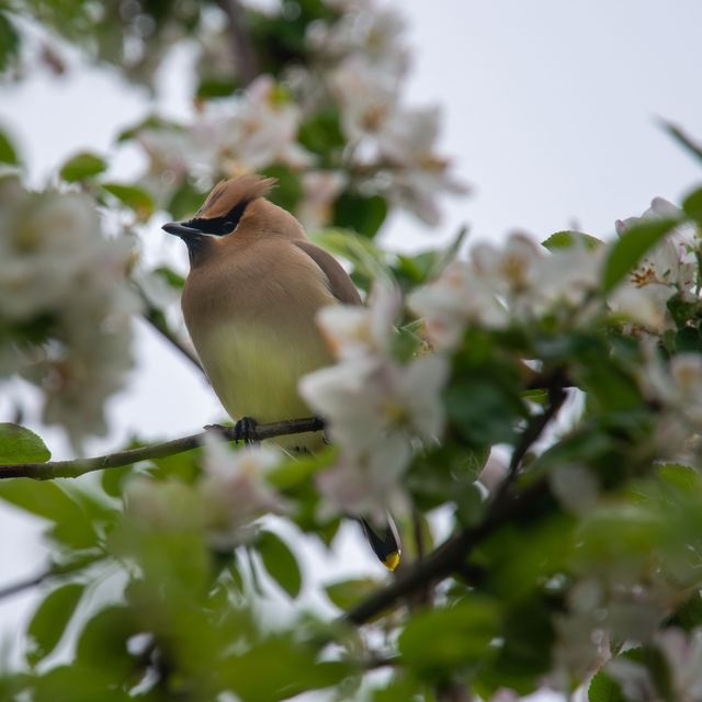 Cedar Waxwing