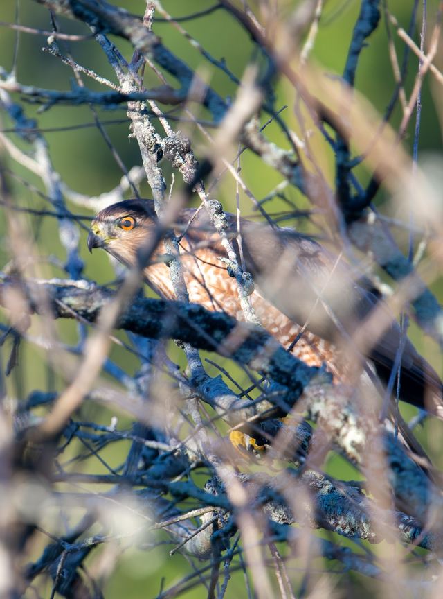Cooper's Hawk