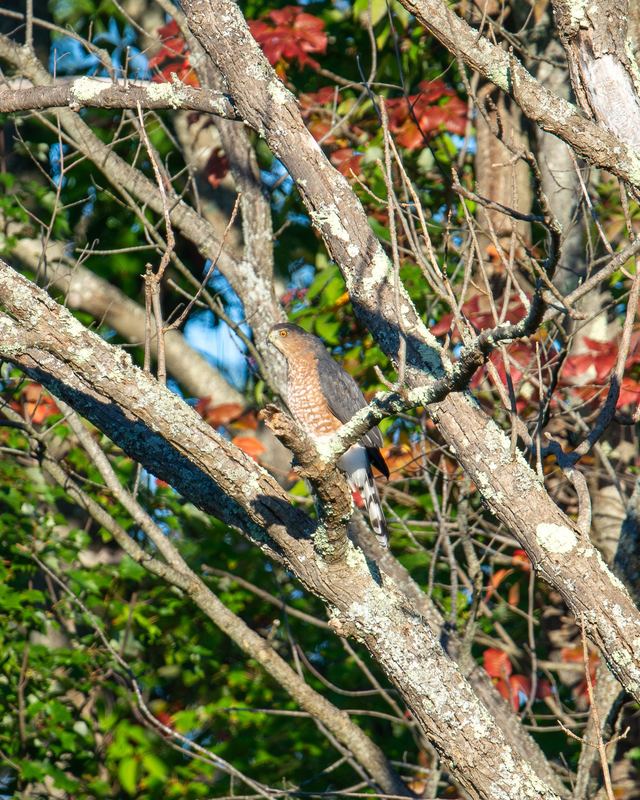 Cooper's Hawk