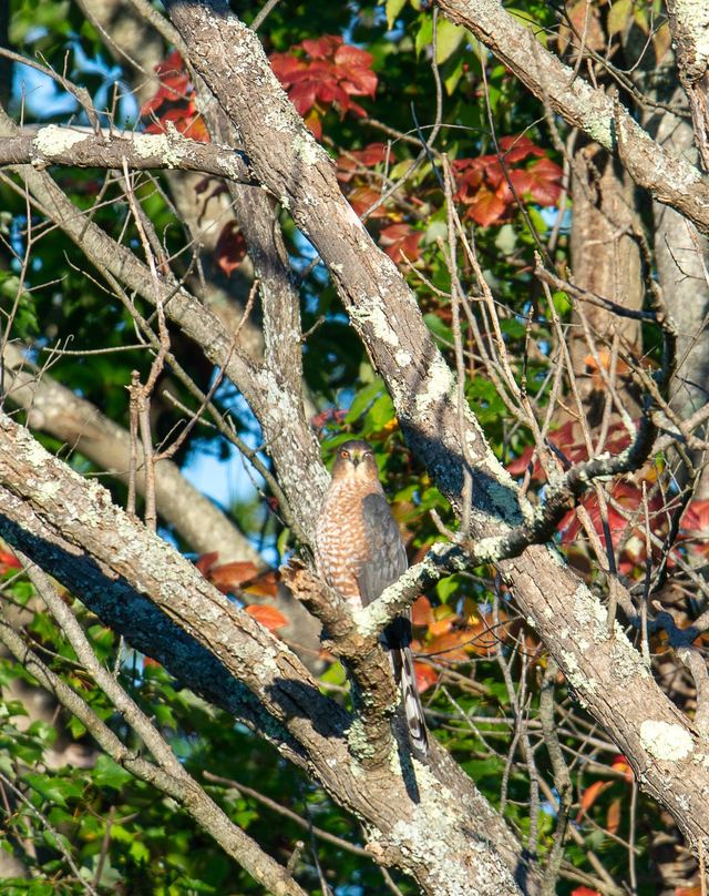 Cooper's Hawk