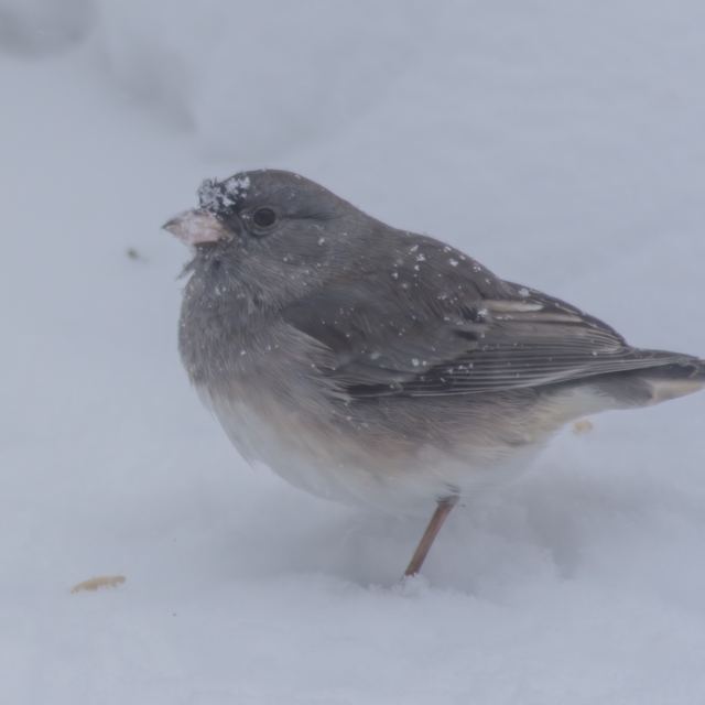 Dark-eyed Junco